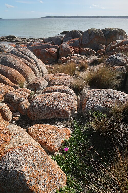 Carpobrotus rossii: Australian Pig Face ( Carpobrotus rossii ) in Australia