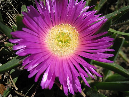 Carpobrotus rossii: Pigaface, Carpobrotus rossii. Bruny Island, TAS, Australia, November 2010.