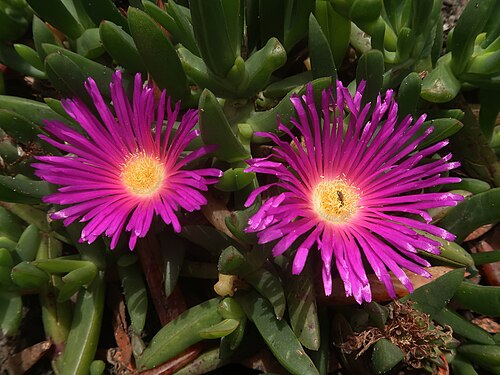 Carpobrotus rossii: Australian Pig Face ( Carpobrotus rossii ) in Australia