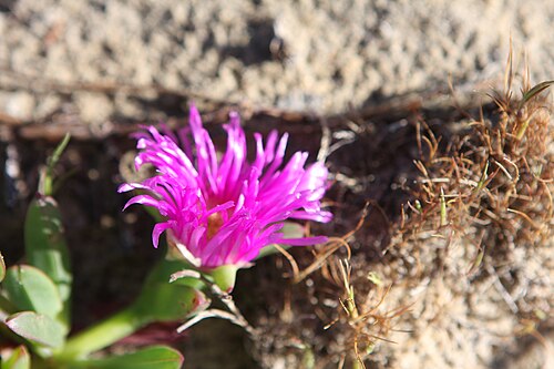 Carpobrotus rossii: Carpobrotus rossii Common Ice Plant (also known as pigface) "Known botanically as the Aizoaceae