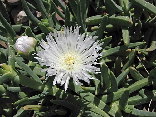 Carpobrotus rossii: Carpobrotus rossii [澳洲 Cranbourne Royal Botanic Gardens, Australia]