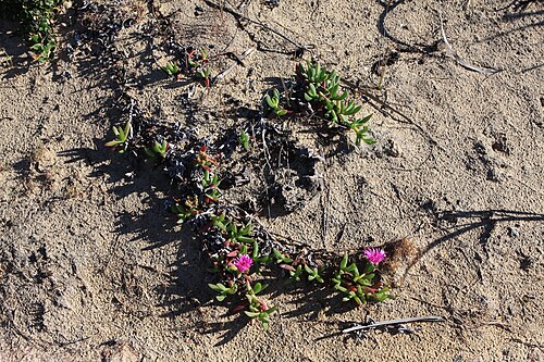 Carpobrotus rossii: Carpobrotus rossii Common Ice Plant (also known as pigface) "Known botanically as the Aizoaceae