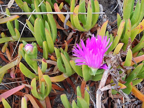 Carpobrotus rossii: Australian Pig Face ( Carpobrotus rossii ) in Australia