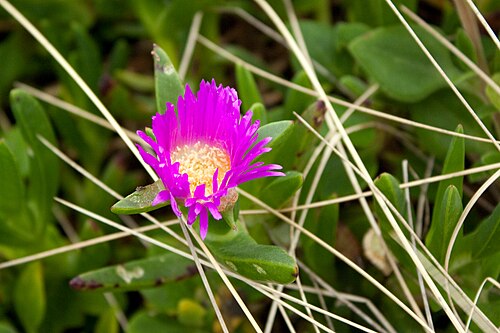 Carpobrotus rossii: Carpobrotus rosii (Karkalla or Native Pigface) - Otway Ranges, Victoria Australia