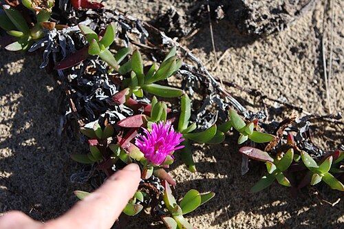 Carpobrotus rossii: Carpobrotus rossii Common Ice Plant (also known as pigface) "Known botanically as the Aizoaceae