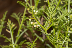 Carrichtera annua (Carrichtera annua)