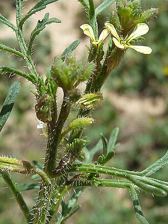 Carrichtera annua: Carrichtera anua ( Cucharilla, Mastuerzo valenciano ) - Flores - Colonia Illicitana (Falda meridional de la Sierra de Crevillente), Albatera (Alicante, España).