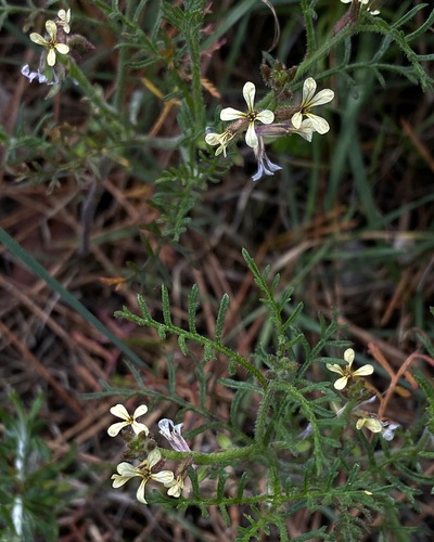Carrichtera annua (Carrichtera annua)