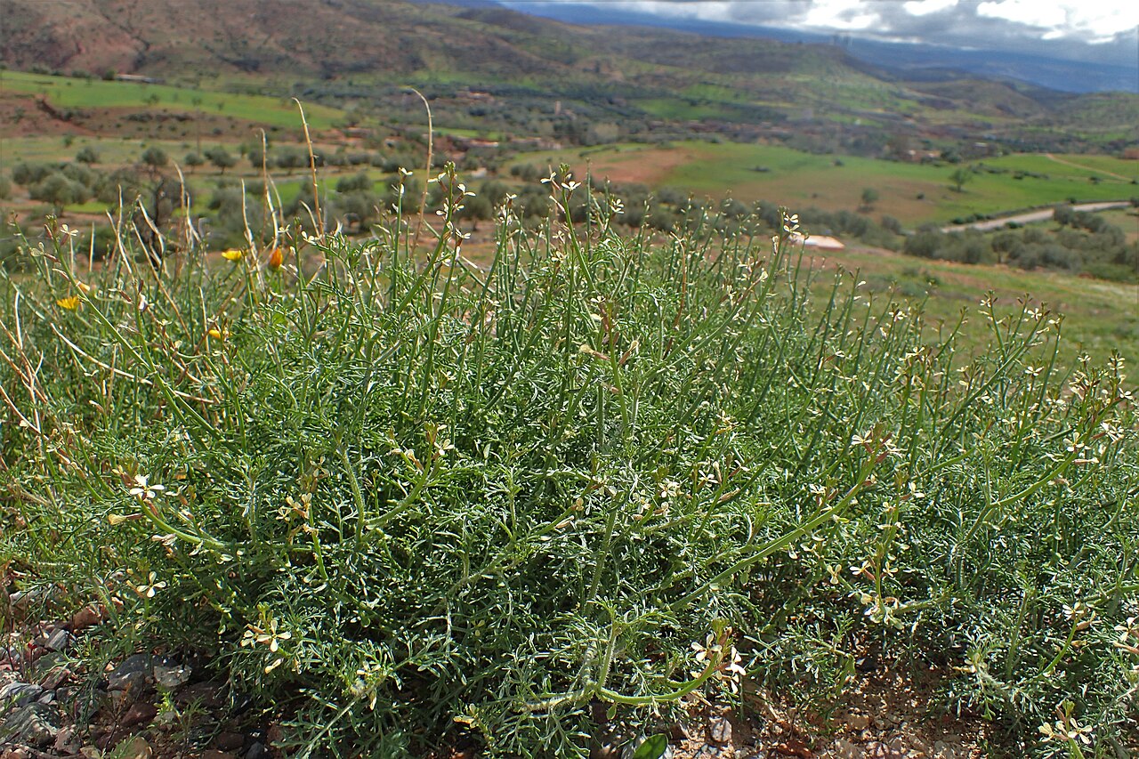 Carrichtera annua: Carrichtera annua in Tanant