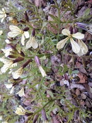 Carrichtera annua (Carrichtera annua)