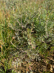 Carrichtera annua (Carrichtera annua)