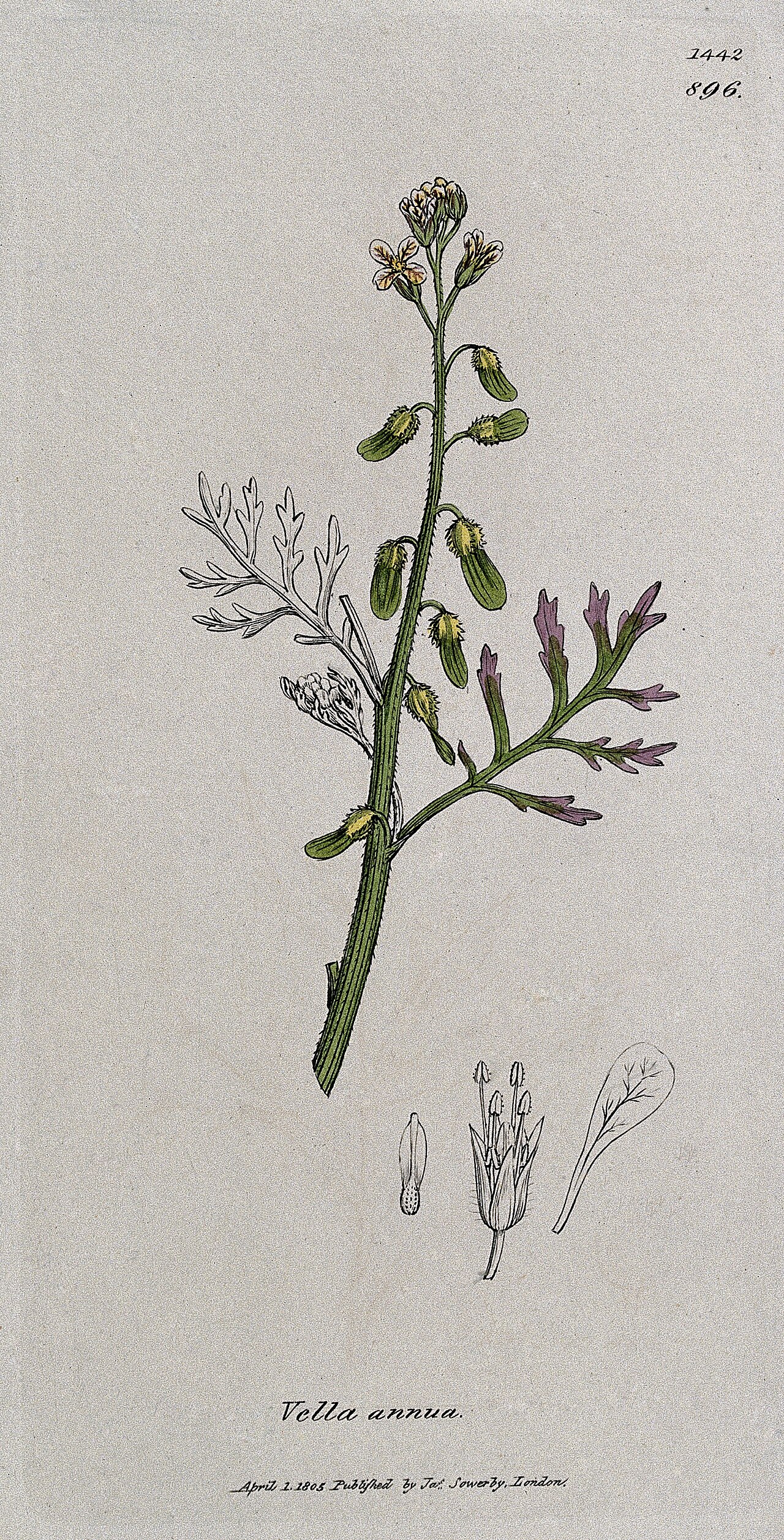 Carrichtera annua: A plant (Vella annua): flowering stem and floral segments. Coloured engraving after J. Sowerby, 1805. Iconographic Collections Keywords: James Sowerby; James Ed
