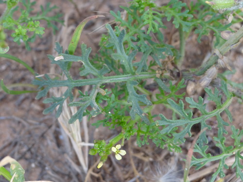 Carrichtera annua (Carrichtera annua)