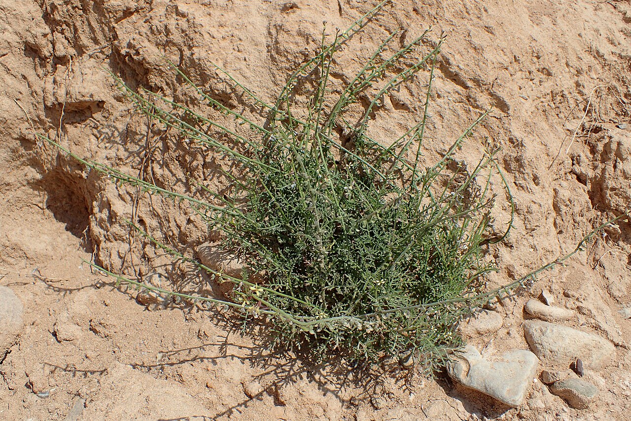 Carrichtera annua: Carrichtera annua in Avakas Gorge, Cyprus