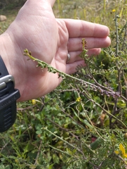 Carrichtera annua (Carrichtera annua)