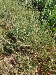 Carrichtera annua (Carrichtera annua)