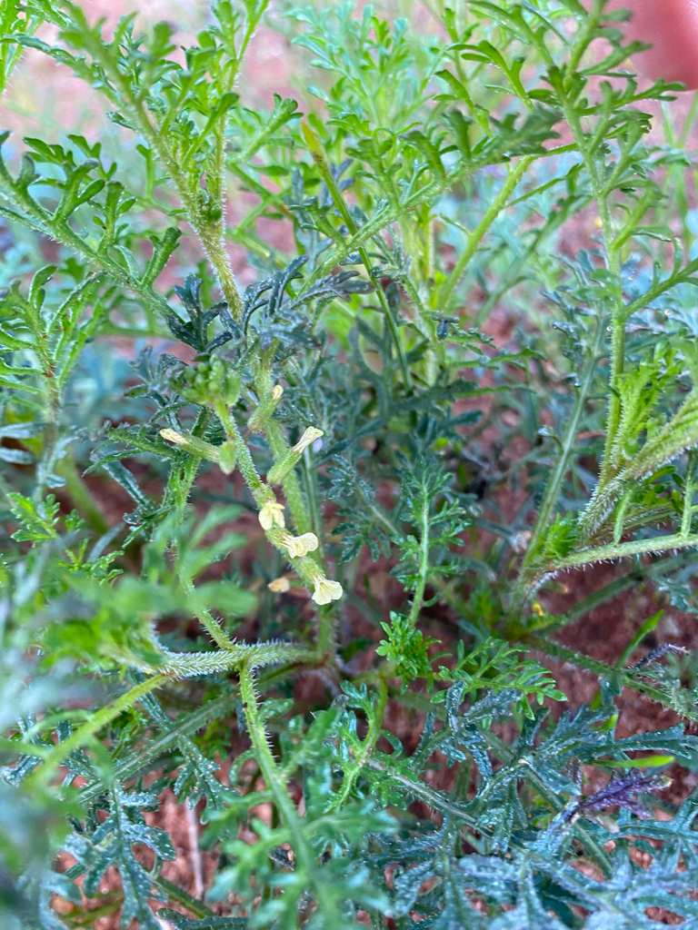 Carrichtera annua (Carrichtera annua)