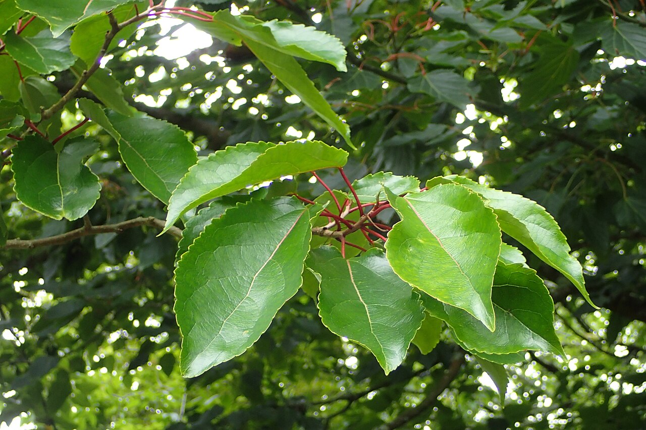 Carrierea calycina: Carrierea calycina in Hackfalls Arboretum, Hawkes's Bay, NZ