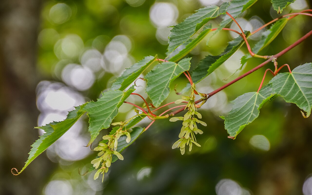 Carrierea calycina: Carrierea calycina in Hackfalls Arboretum, Gisborne Region, New Zealand