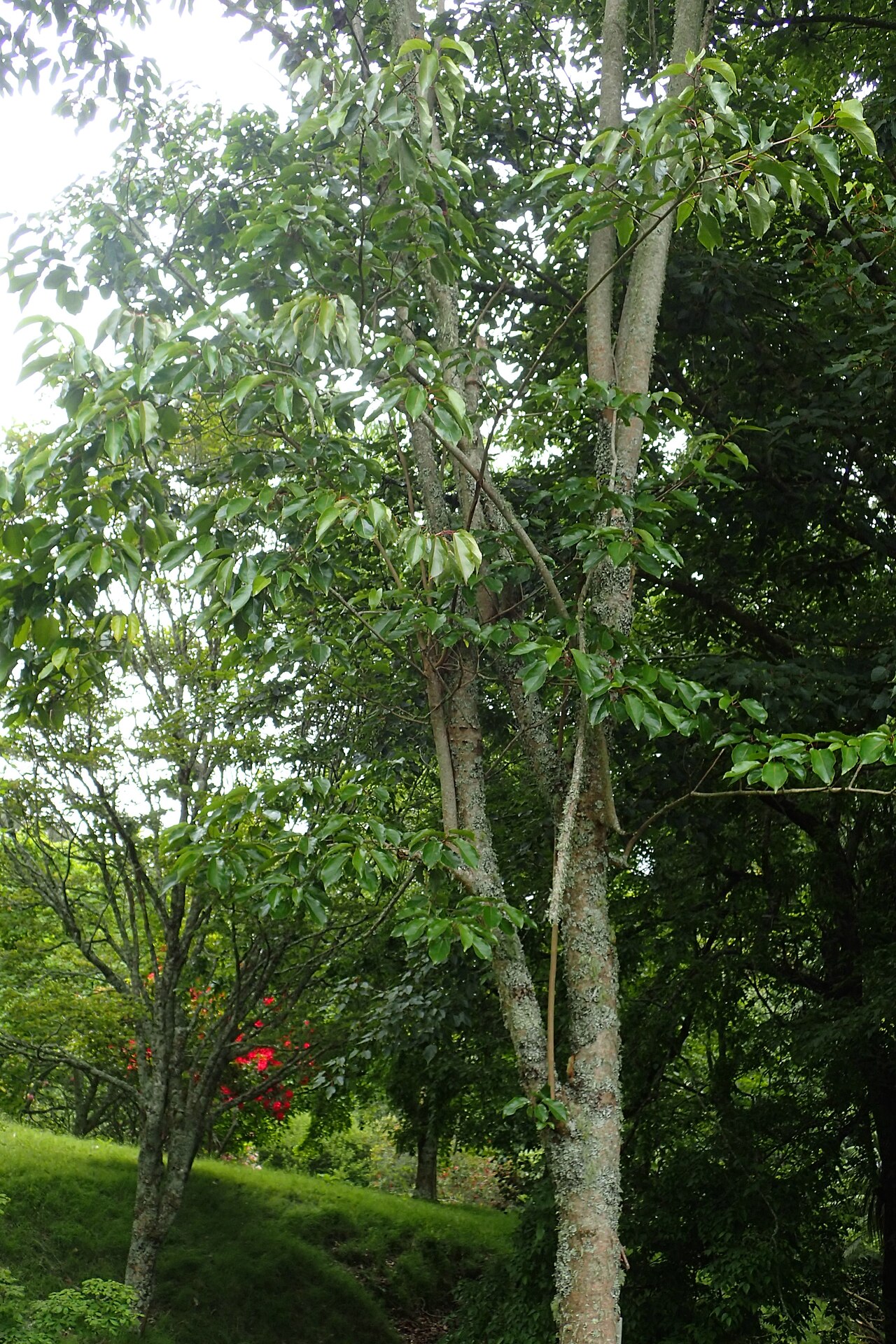 Carrierea calycina: Carrierea calycina in Hackfalls Arboretum, Hawkes's Bay, NZ