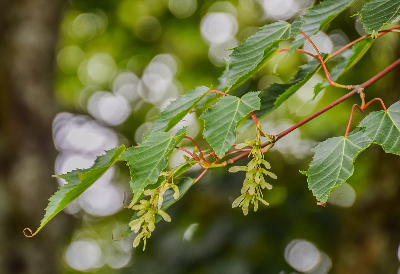 Carrierea calycina: Carrierea calycina in Hackfalls Arboretum, Gisborne Region, New Zealand
