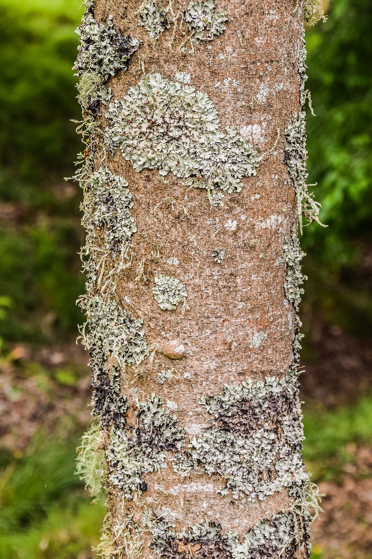 Carrierea calycina: Carrierea calycina in Hackfalls Arboretum, Gisborne Region, New Zealand