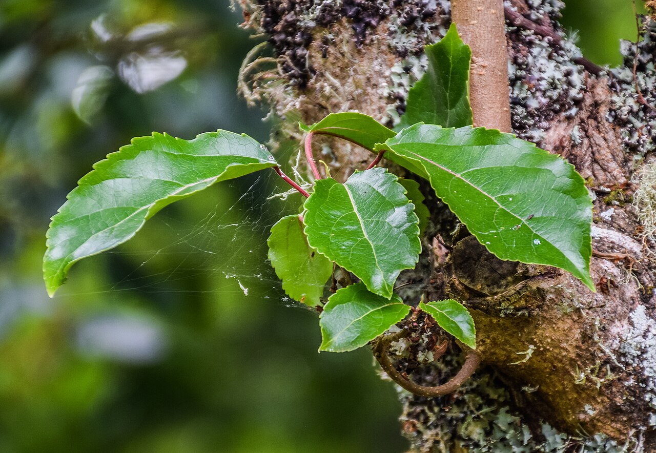 Carrierea calycina: Carrierea calycina in Hackfalls Arboretum, Gisborne Region, New Zealand