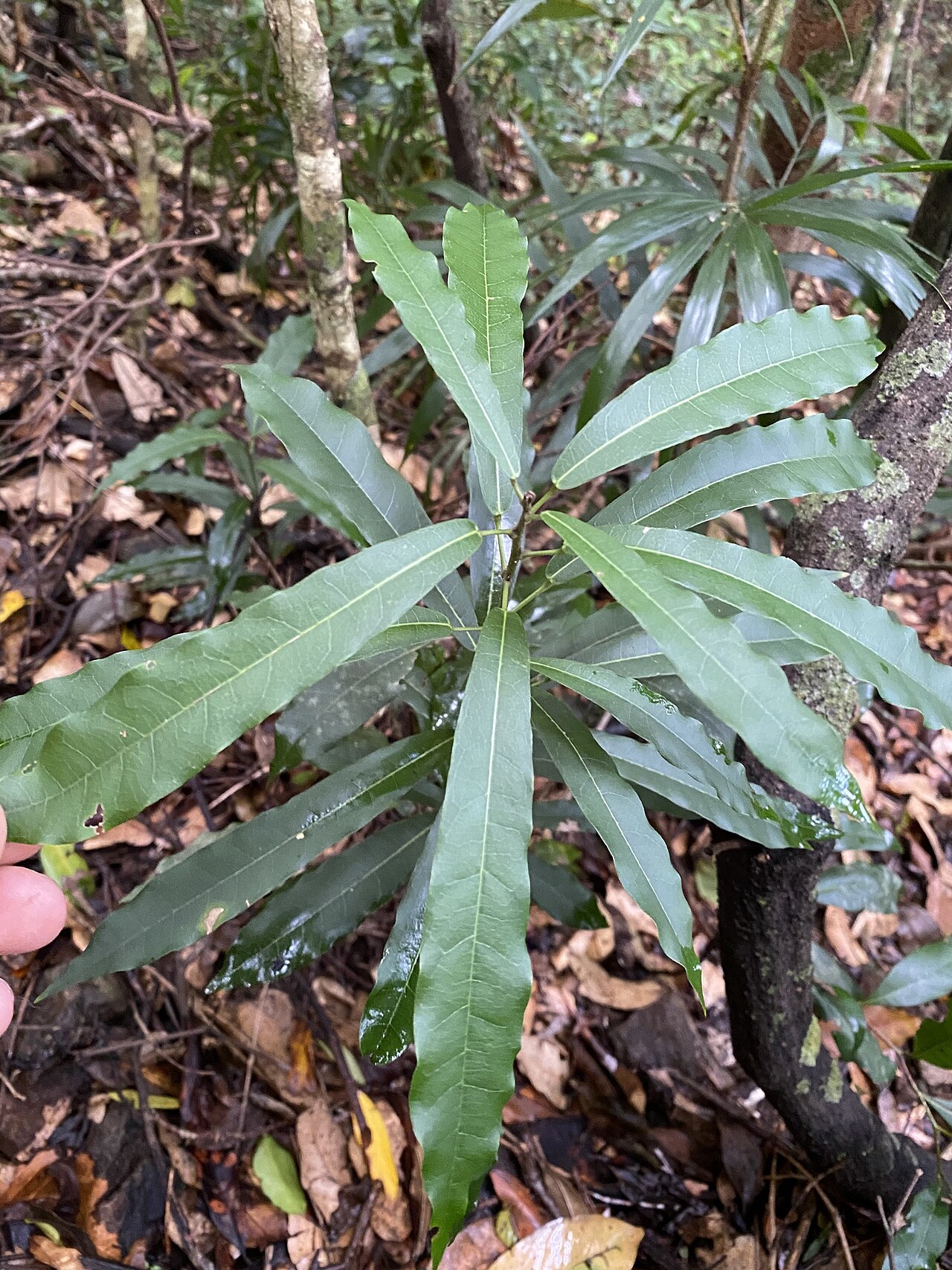 Carronia multisepalea: Carronia multisepalea. Species of plant.