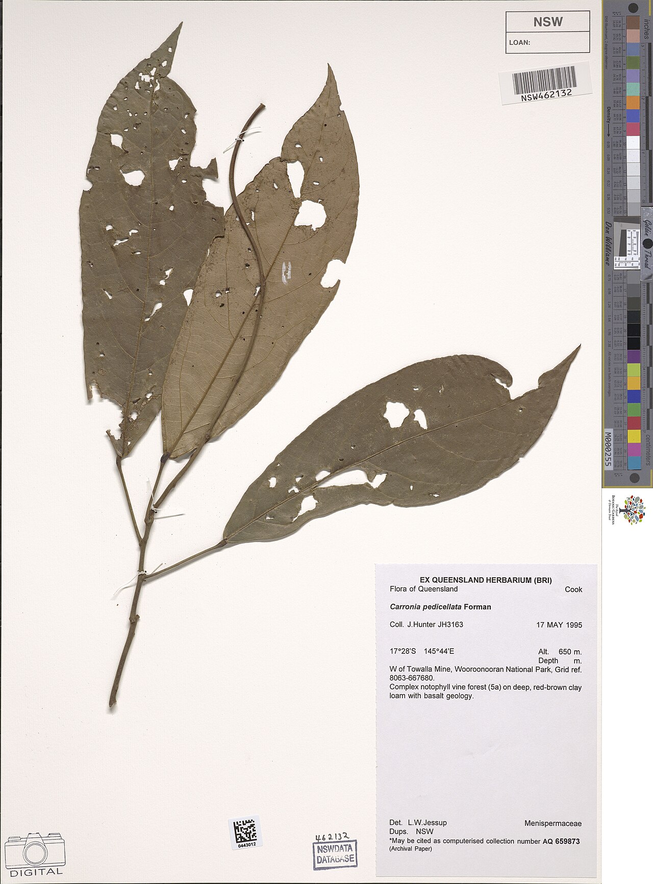 Carronia pedicellata: Carronia pedicellata herbarium specimen