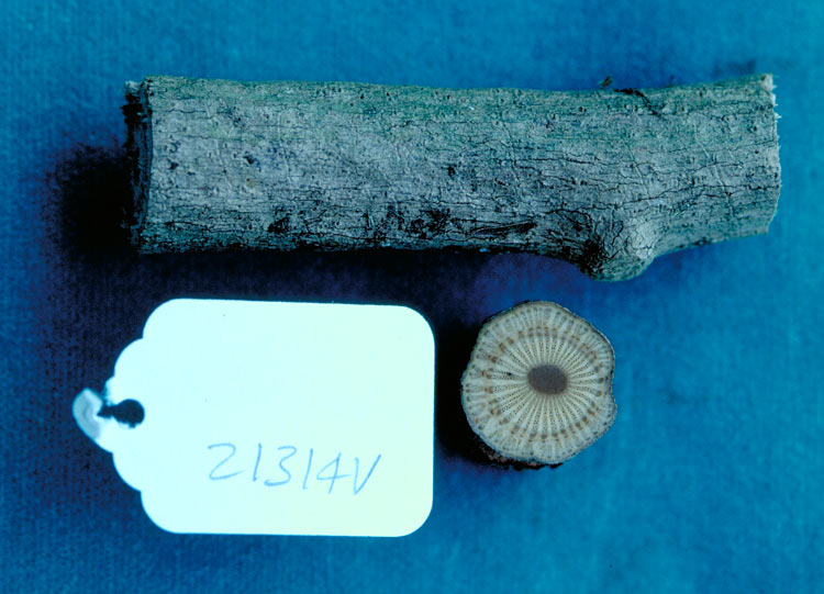 Carronia pedicellata: Carronia pedicellata vine stem