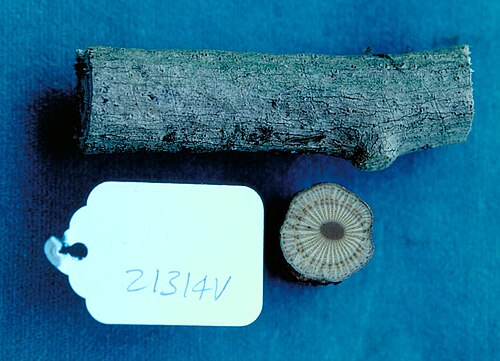Carronia pedicellata: Carronia pedicellata vine stem