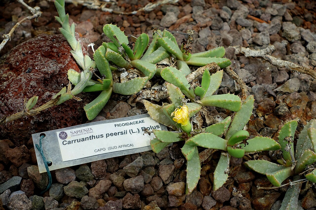 Carruanthus peersii: Botanical specimen in the Orto botanico - Rome, Italy.