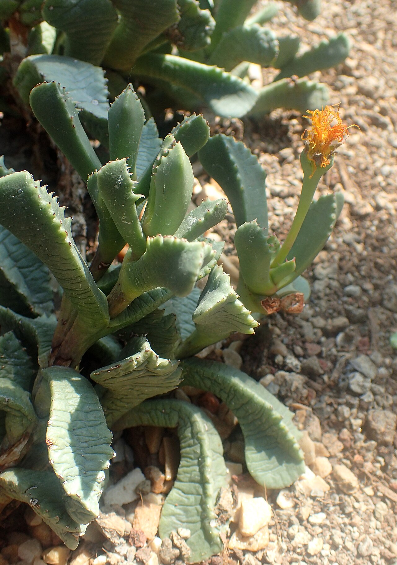 Carruanthus peersii: Carruanthus peersii at Garfield Park Conservatory, Illinois