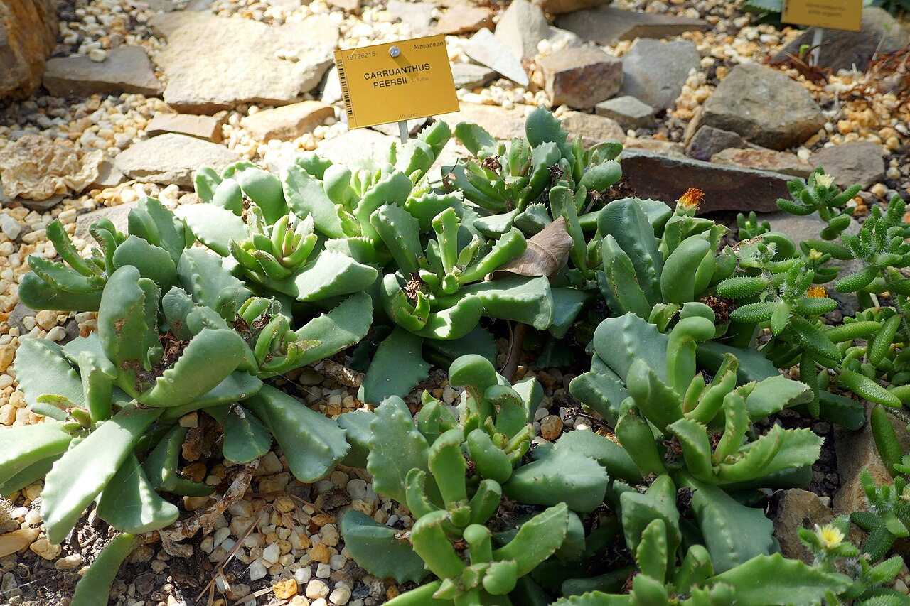 Carruanthus peersii: Carruanthus peersii L.Bolus Afrique australe. Jardin botanique Meise (Belgique).