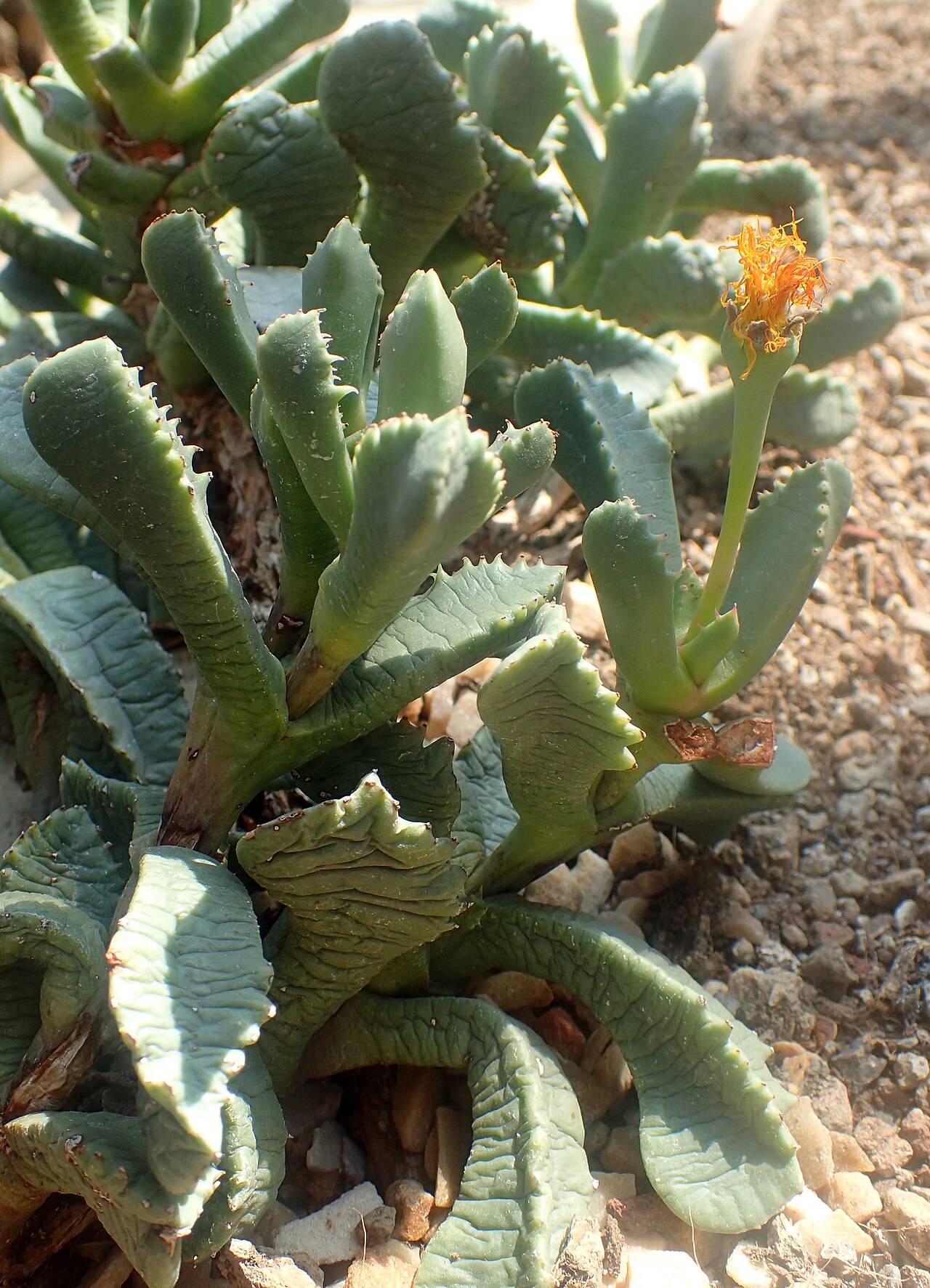 Carruanthus peersii: Carruanthus peersii at Garfield Park Conservatory, Illinois