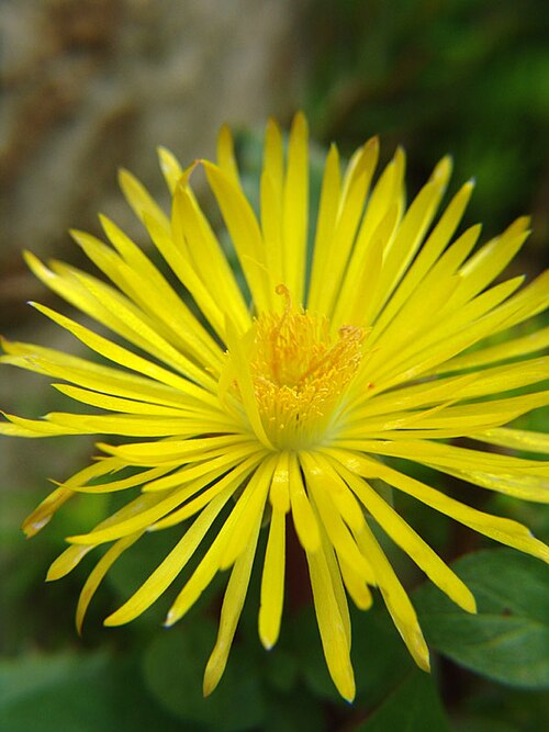 Carruanthus ringens: carruanthus caninus or carruanthus caninus flowers