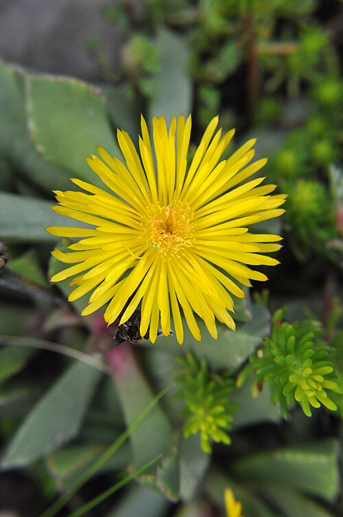 Carruanthus ringens: carruanthus caninus flower