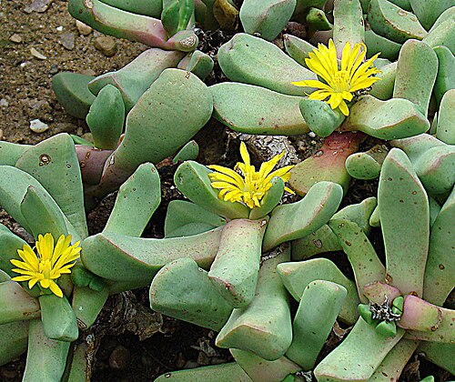 Carruanthus ringens: Also known as Carruanthus caninus. Endemic to South Africa, here to KEW Gardens, London.