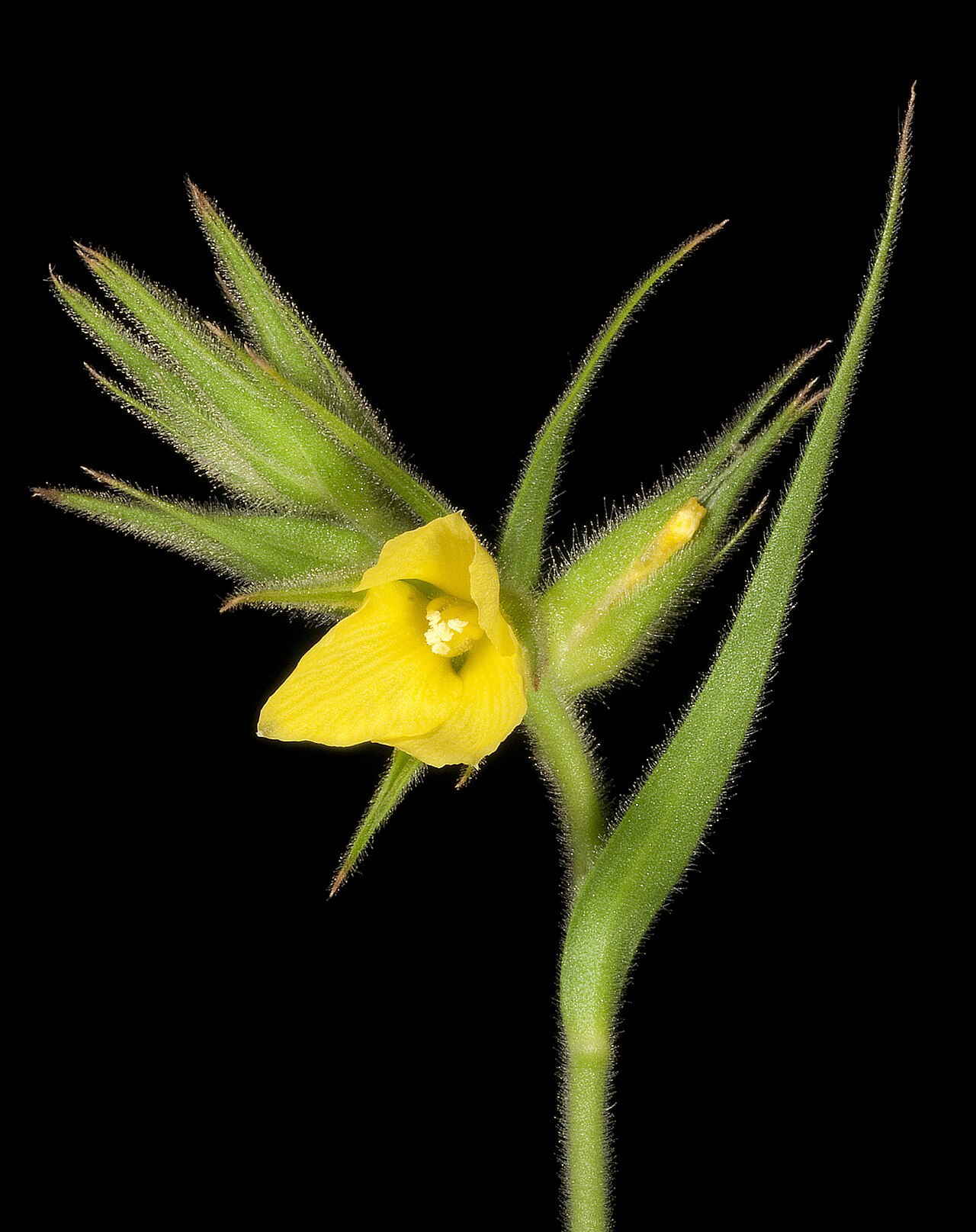 Cartonema philydroides: KRT4730