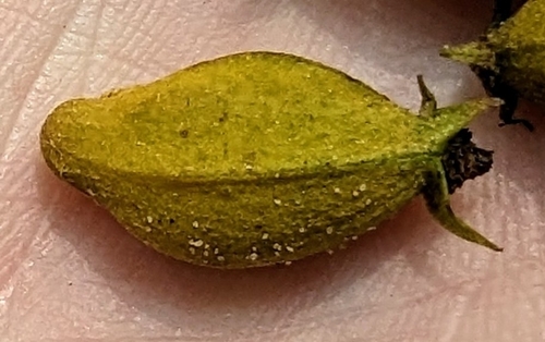 Water hickory (Carya aquatica)