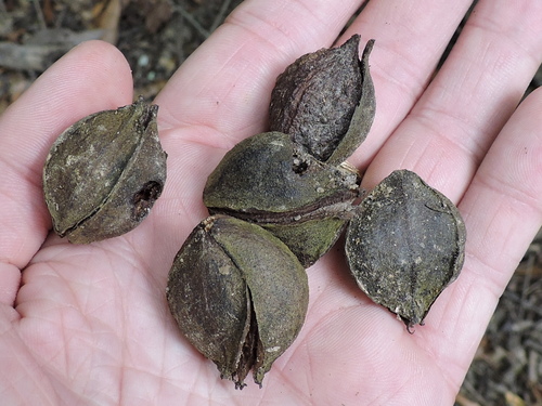 Water hickory (Carya aquatica)