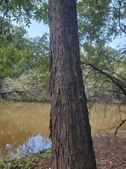Water hickory (Carya aquatica)
