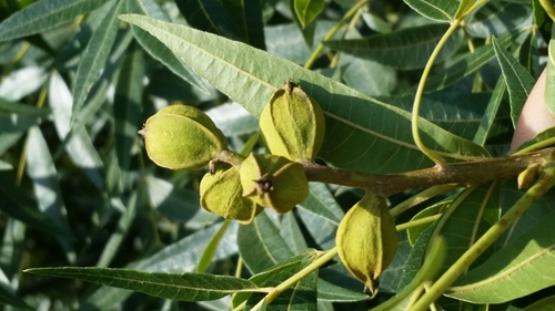Water hickory (Carya aquatica)