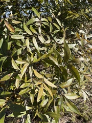 Water hickory (Carya aquatica)