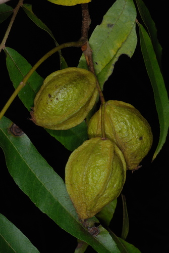 Water hickory (Carya aquatica)