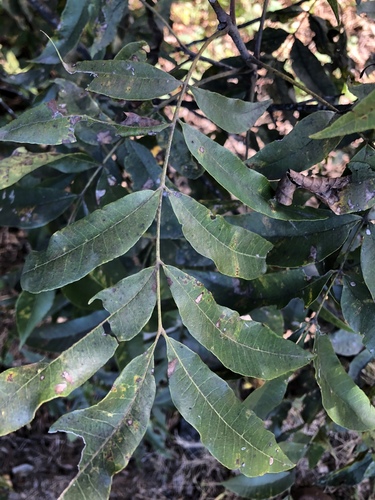 Water hickory (Carya aquatica)