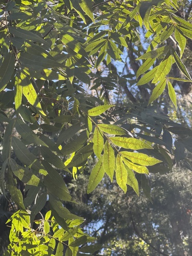 Water hickory (Carya aquatica)