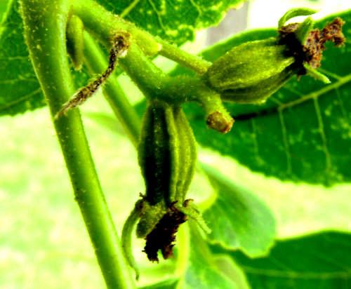Pecan (Carya illinoinensis)