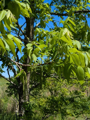 Pecan (Carya illinoinensis)