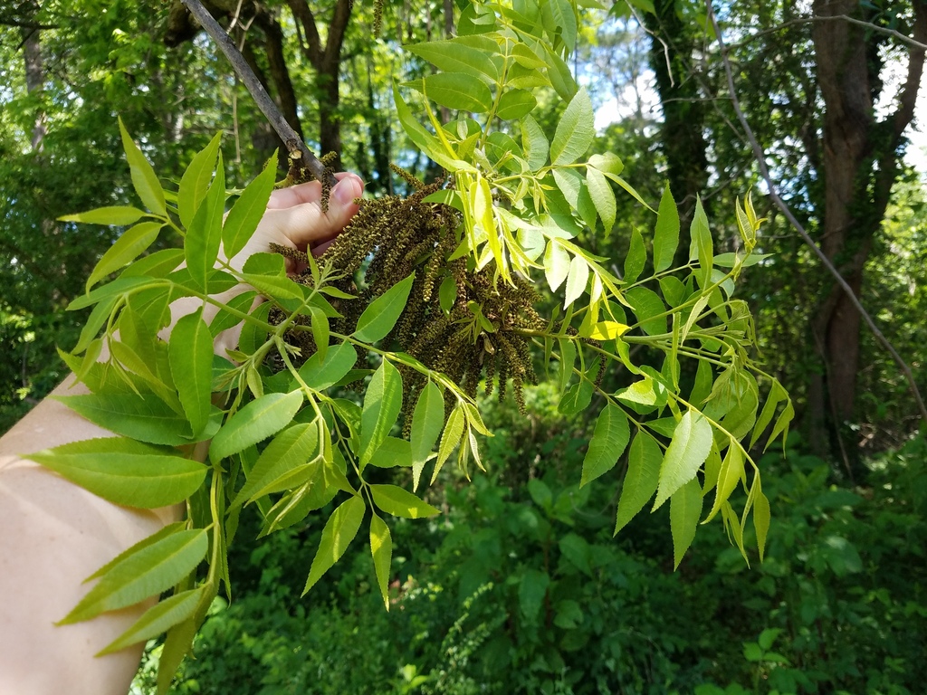 Pecan (Carya illinoinensis)